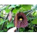 Кирказон трубчатый (Aristolochia)